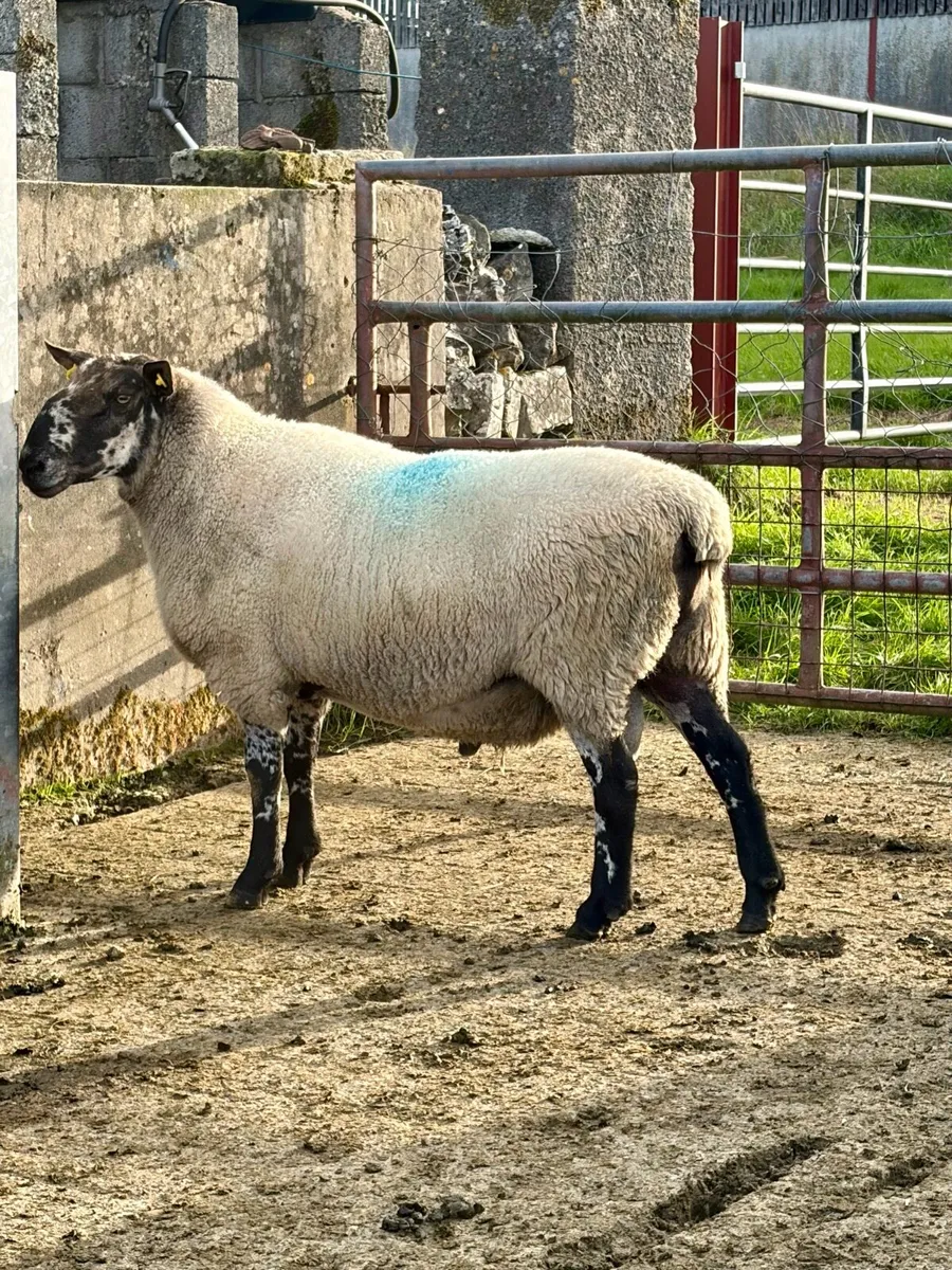 Excellent 3 year old Pure Bread Milford Ram he - Image 1