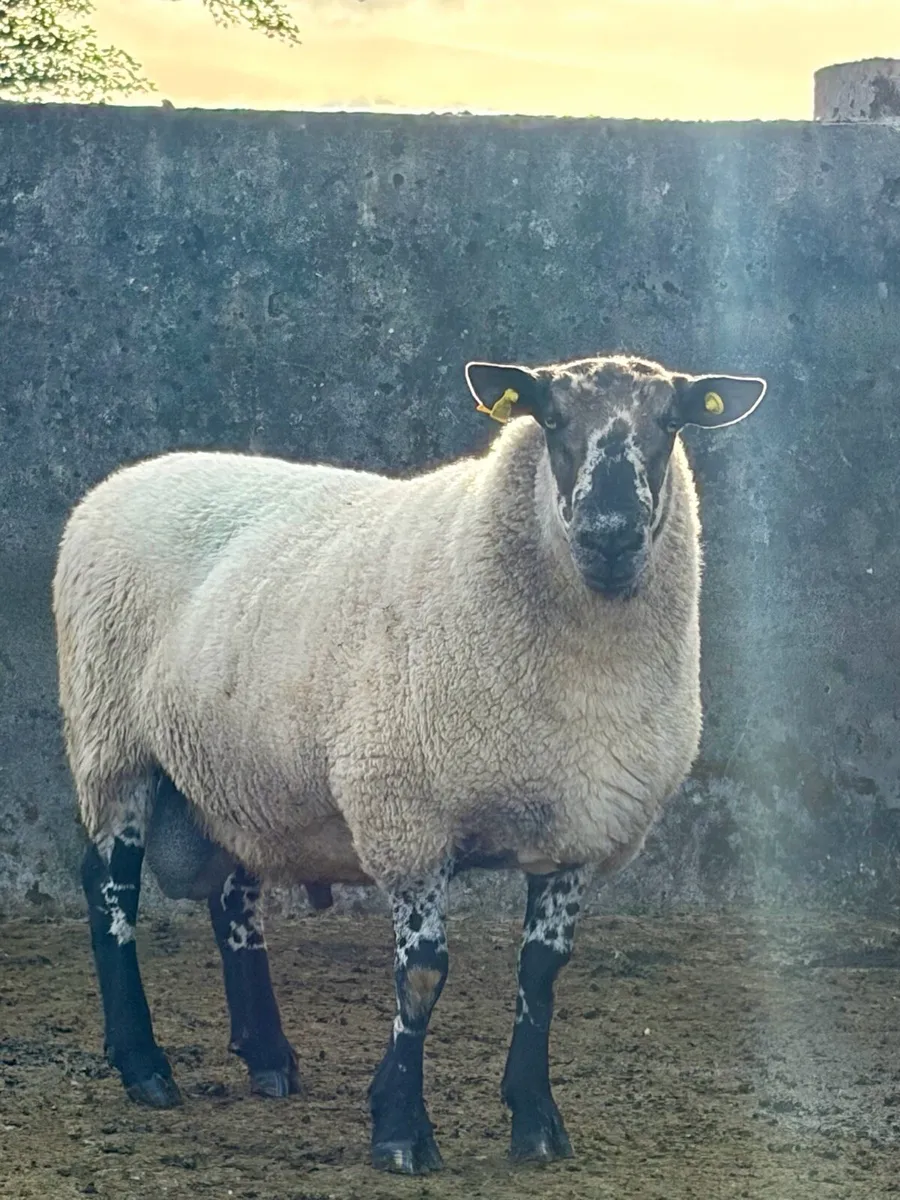 Excellent 3 year old Pure Bread Milford Ram he - Image 2