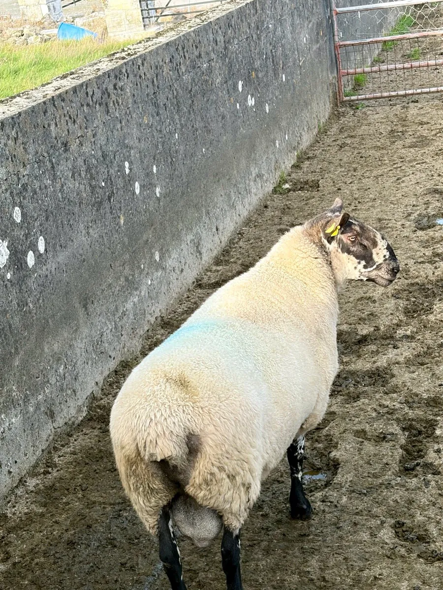 Excellent 3 year old Pure Bread Milford Ram he - Image 3