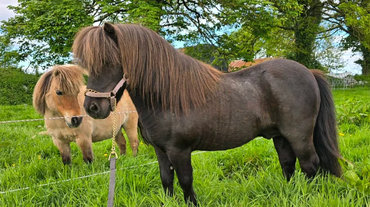 Shetland Stallion/ Teaser - Image 3