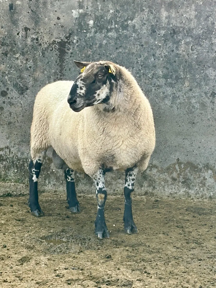 Excellent 3 year old Pure Bread Milford Ram he - Image 4