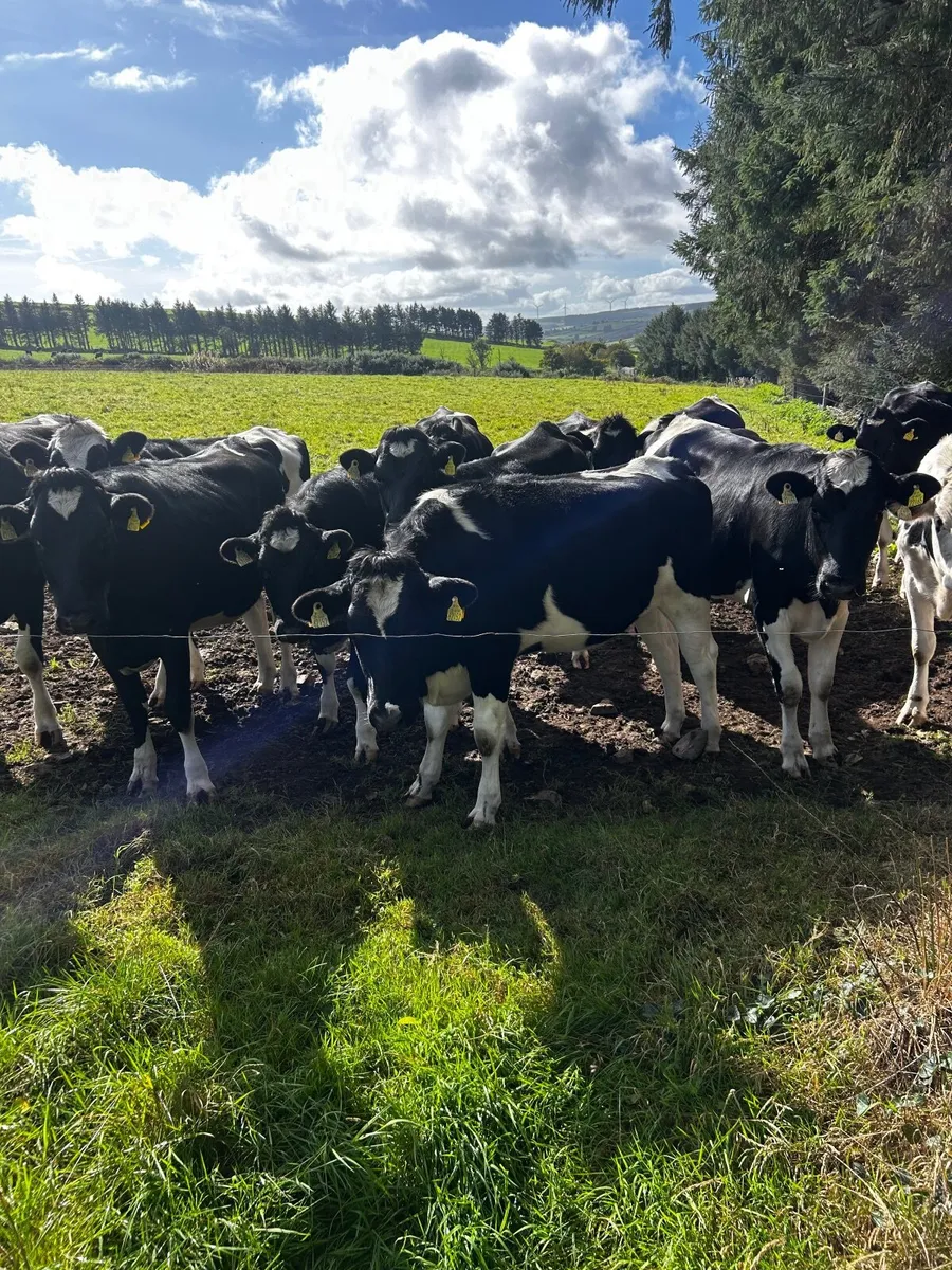 In calf Friesan Heifirs - Image 4