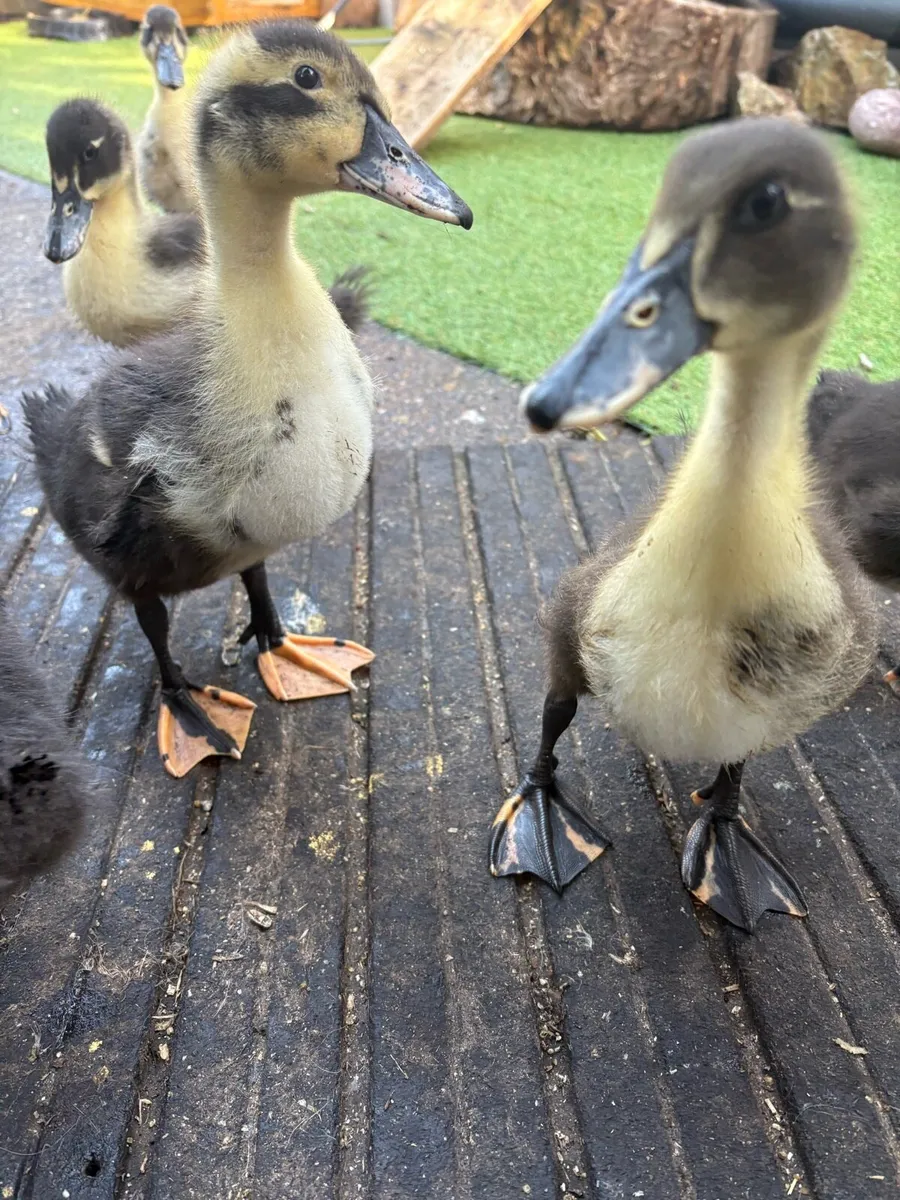 Kaki Campbell chicks - Image 1