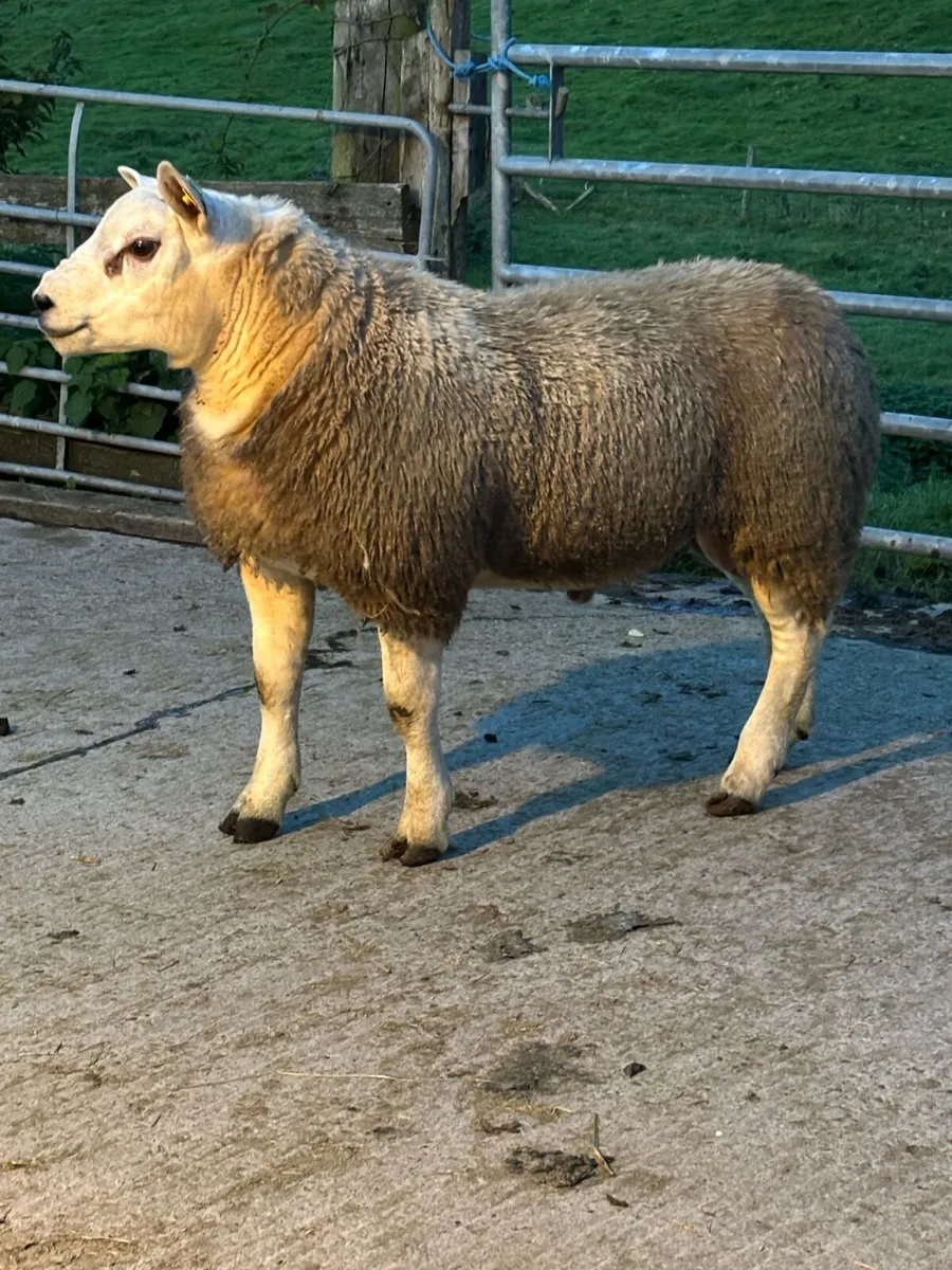 Pedigree Texel Rams - Image 2