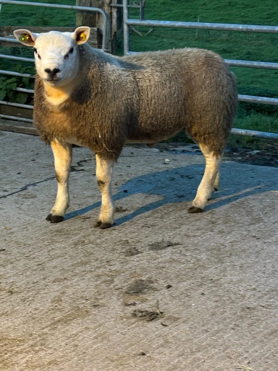 Pedigree Texel Rams - Image 1