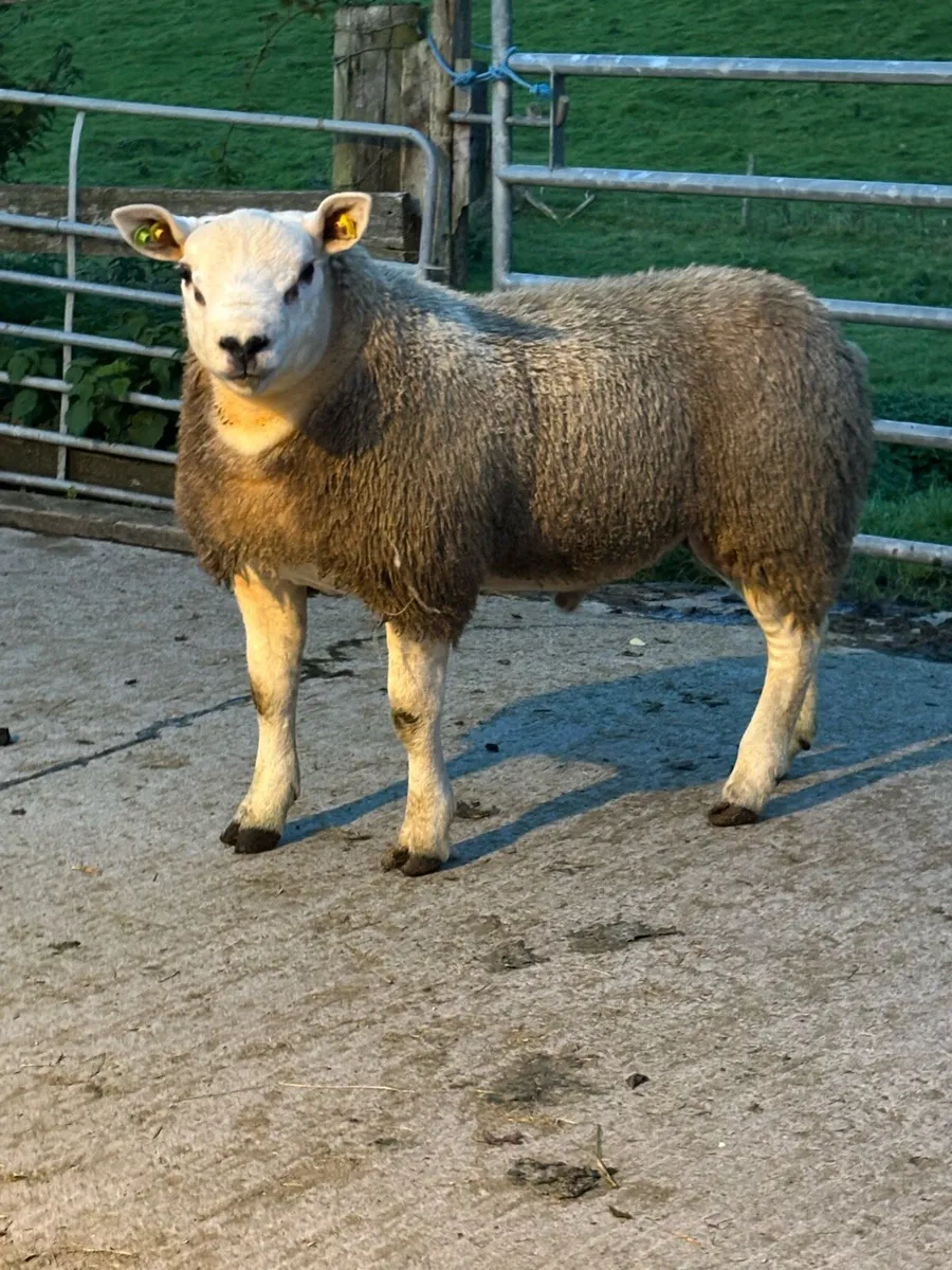 Pedigree Texel Rams - Image 3