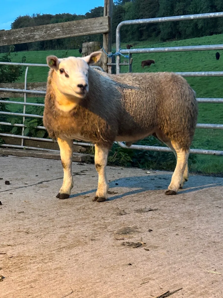 Pedigree Texel Rams - Image 4