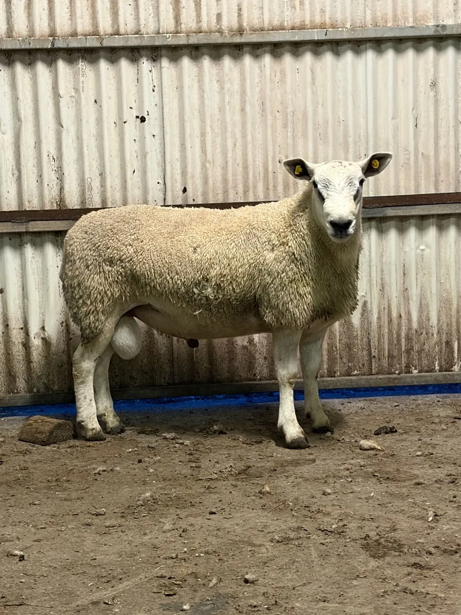 Hogget rams - Image 1