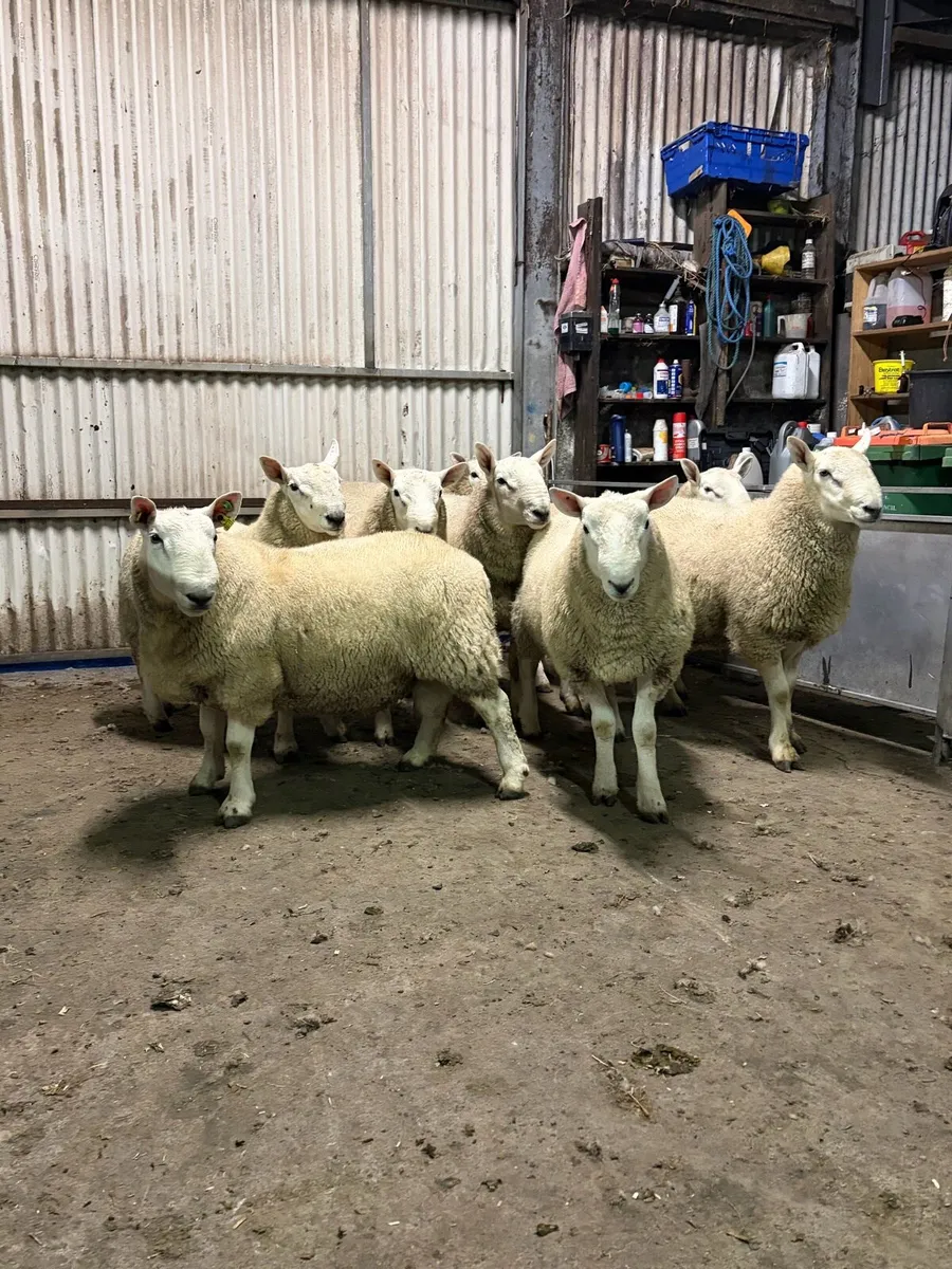 Hogget rams - Image 2