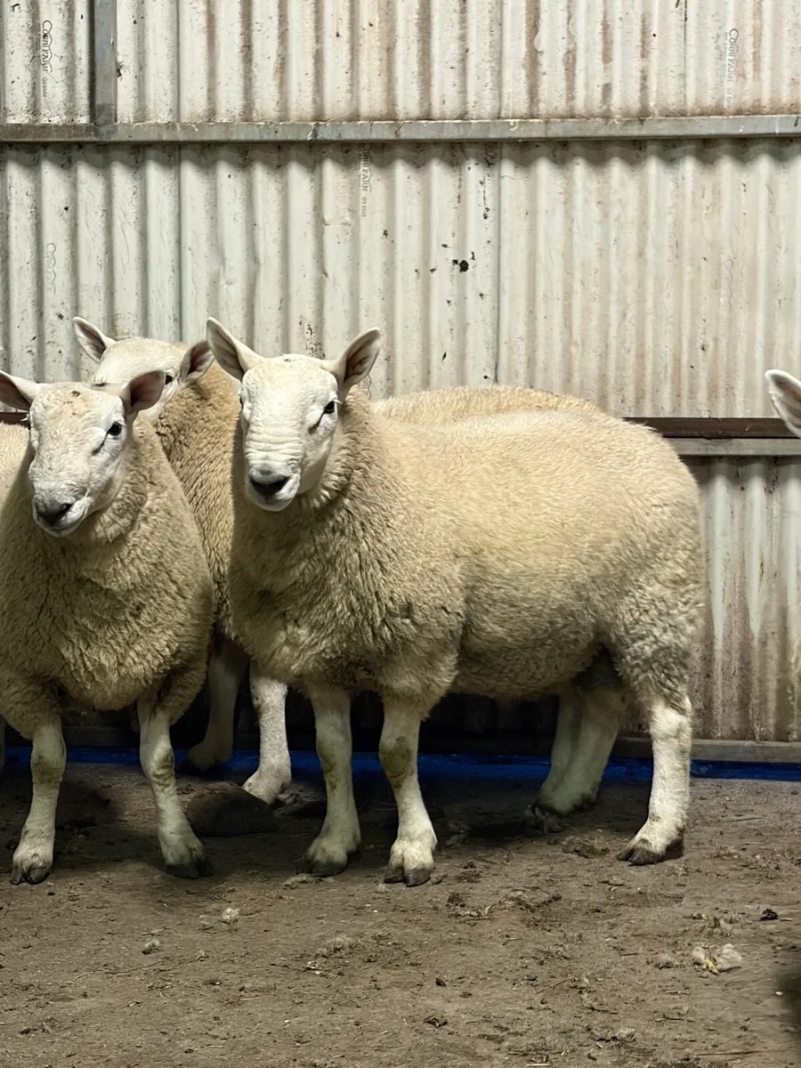 Hogget rams - Image 3