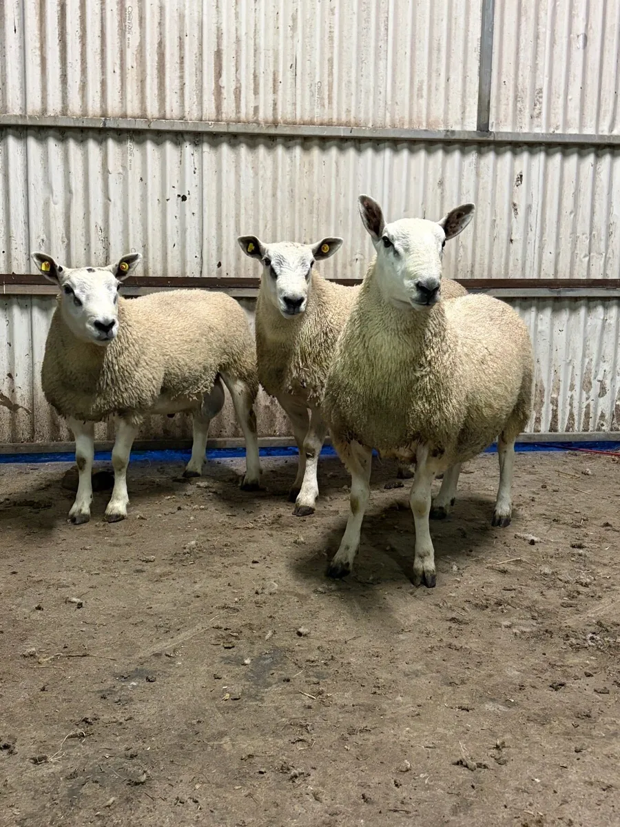 Hogget rams - Image 4