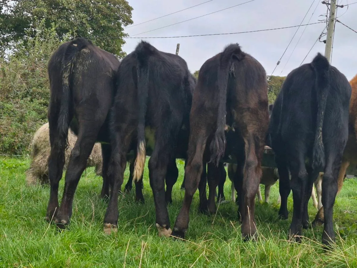8 Aberdeen Angus Heifer Weanlings - Image 2