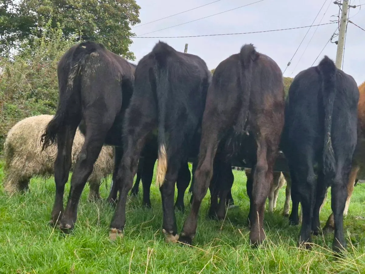 8 Aberdeen Angus Heifer Weanlings - Image 3