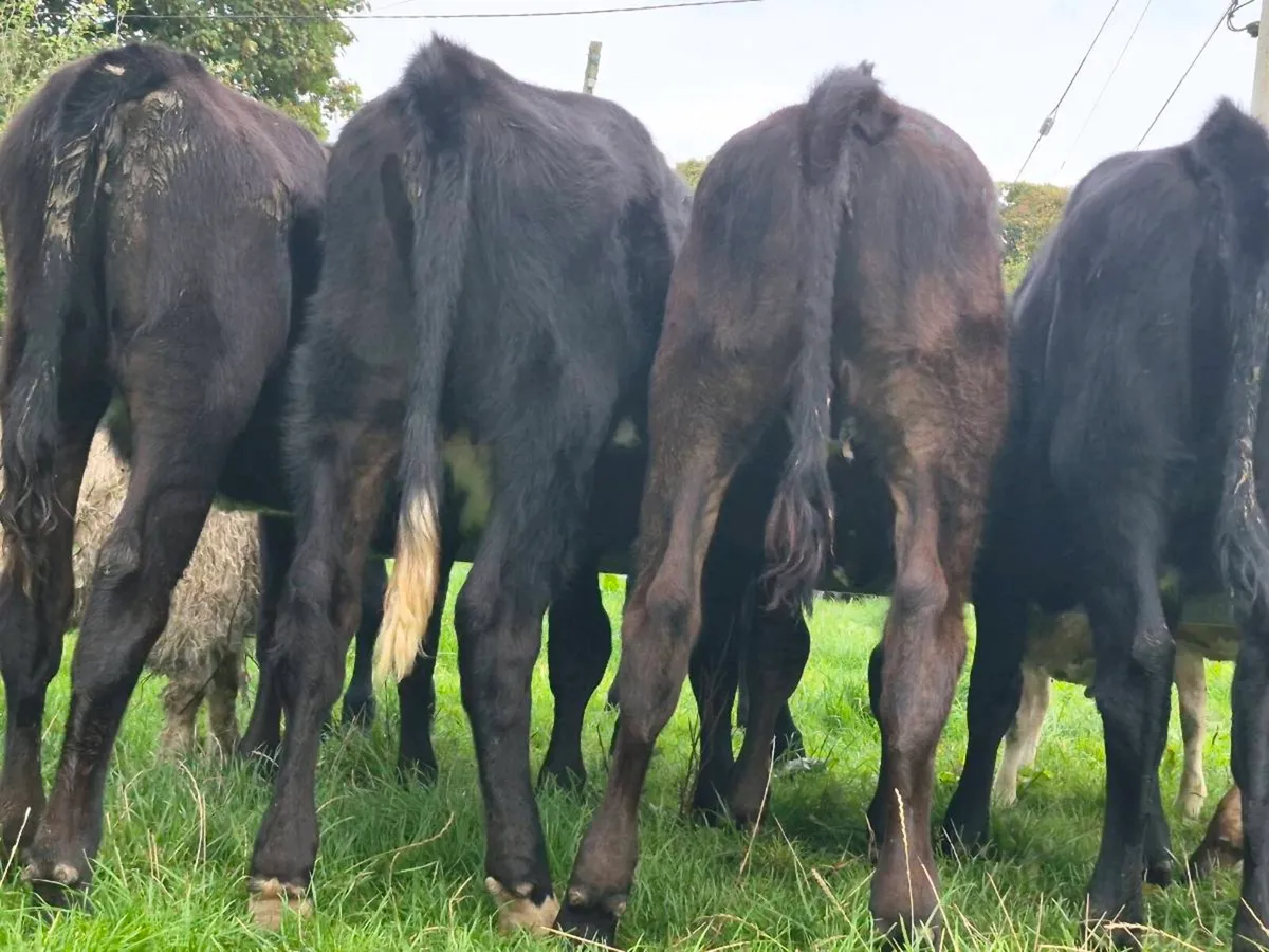 8 Aberdeen Angus Heifer Weanlings - Image 4