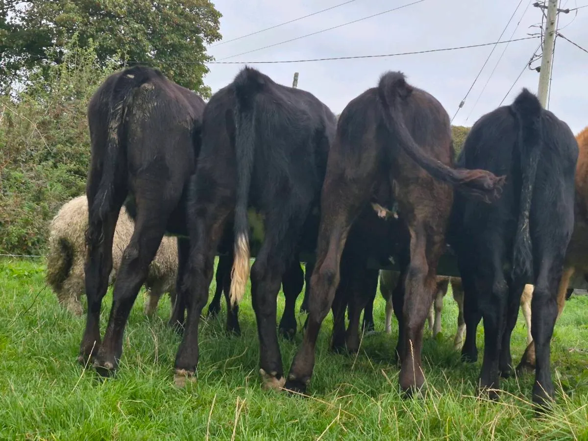 8 Aberdeen Angus Heifer Weanlings - Image 1