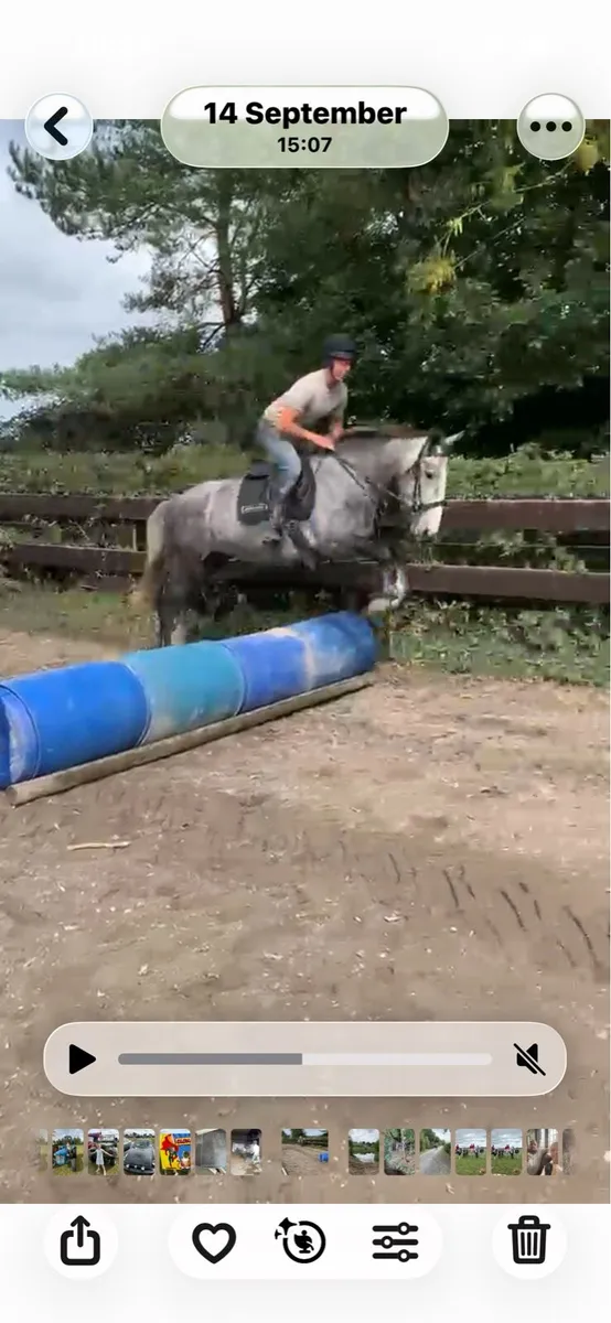 4yr old Irish Draught Filly ( non Reg) - Image 2