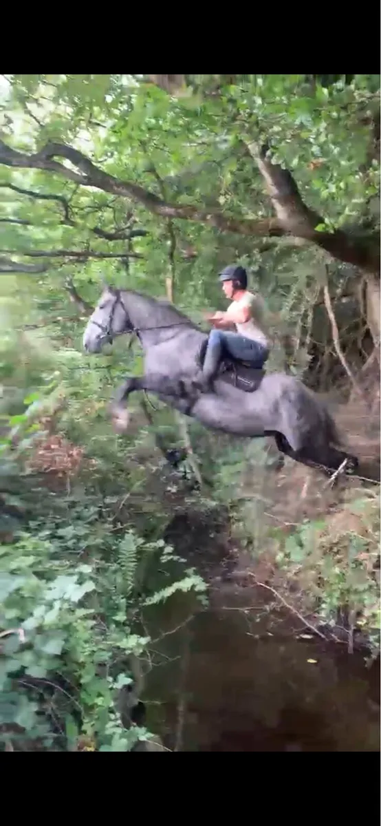 4yr old Irish Draught Filly ( non Reg) - Image 3