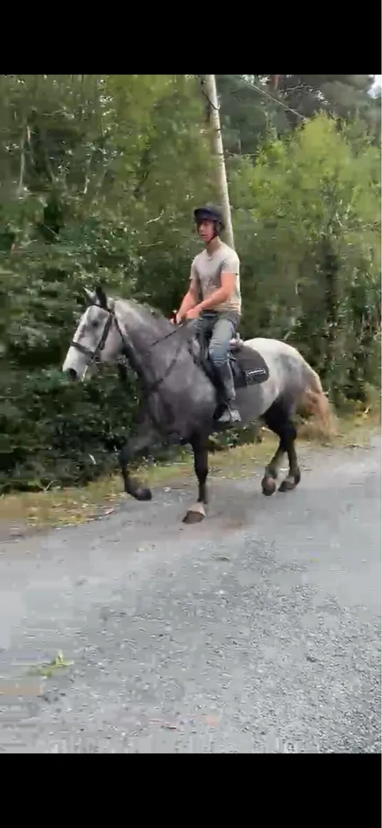 4yr old Irish Draught Filly ( non Reg) - Image 4