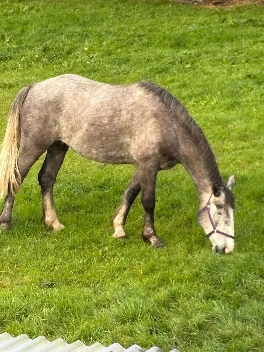 4yr old Irish Draught Filly ( non Reg) - Image 1