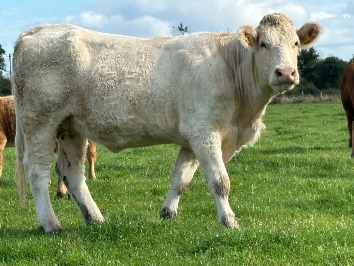 Second calved charlois cow and Back incalf - Image 2