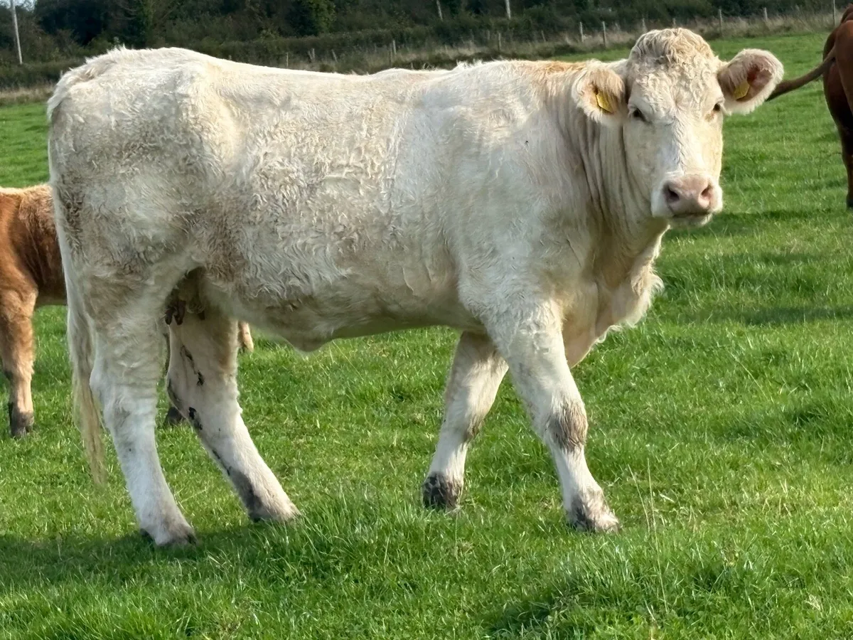 Second calved charlois cow and Back incalf - Image 3