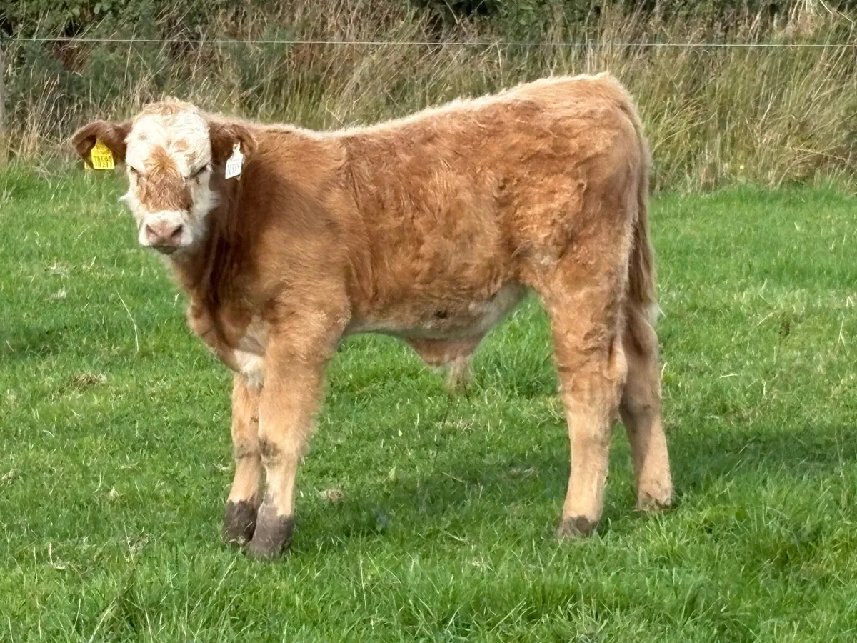 Second calved charlois cow and Back incalf - Image 4