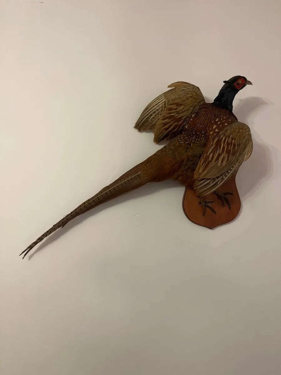 Pheasant taxidermy - Image 1