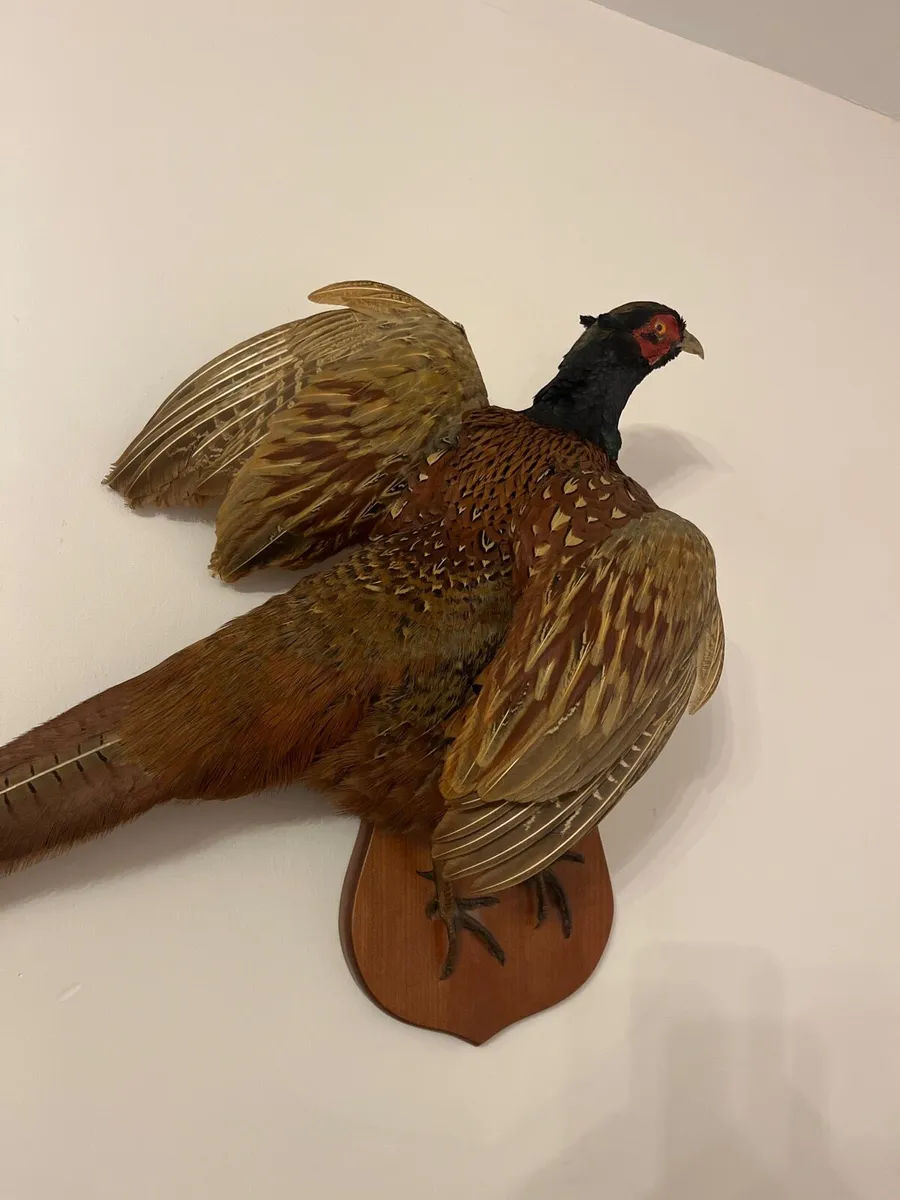 Pheasant taxidermy - Image 2