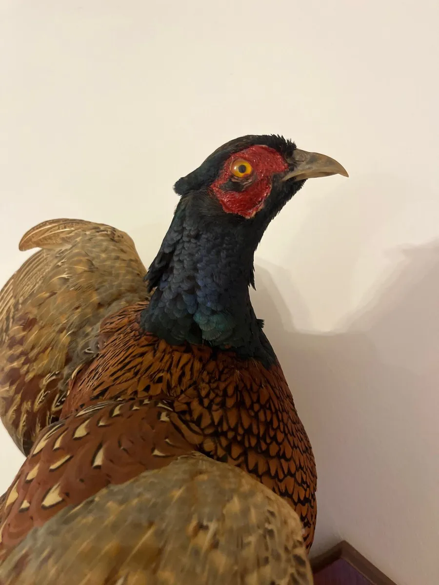 Pheasant taxidermy - Image 3