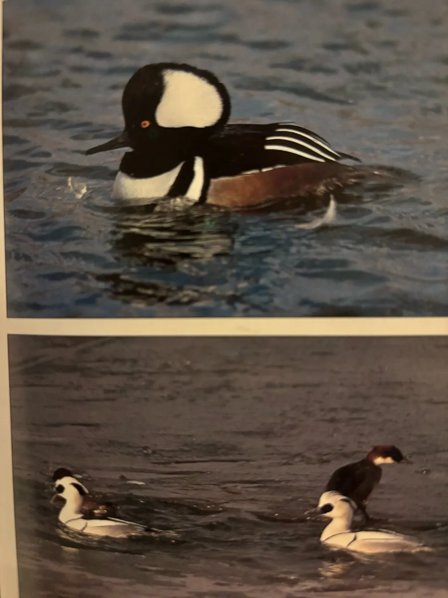 Ornamental water fowl - Image 1