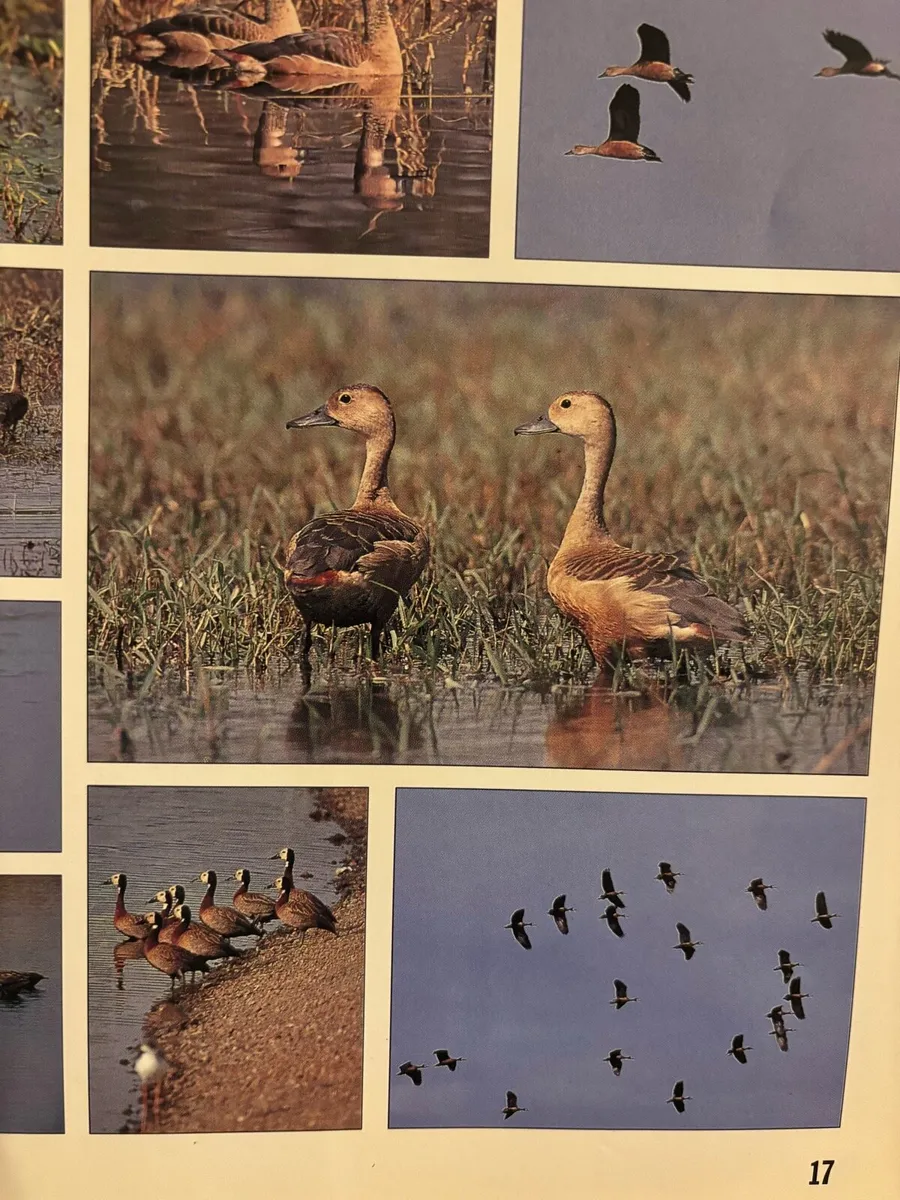 Ornamental water fowl - Image 2