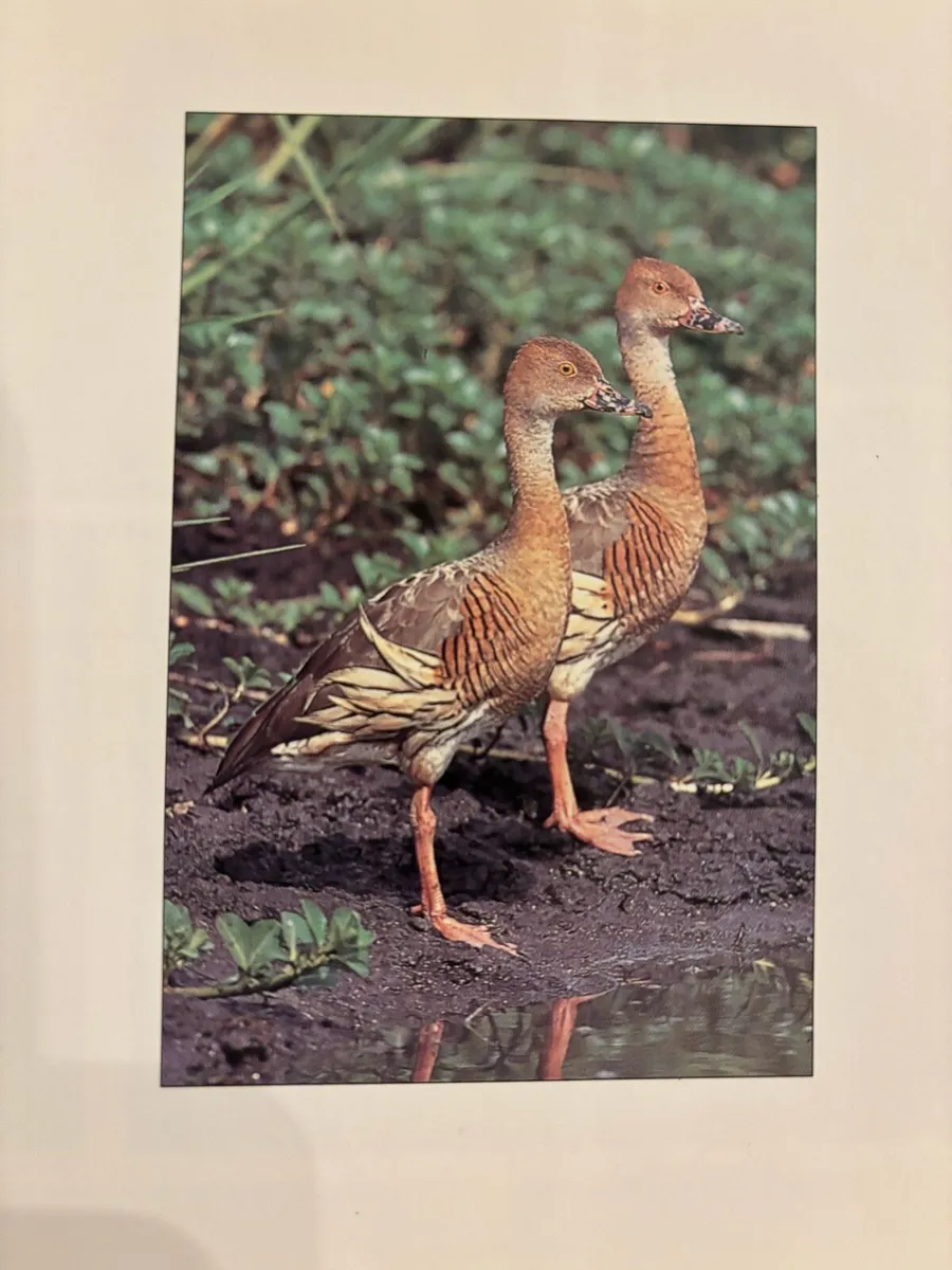 Ornamental water fowl - Image 3