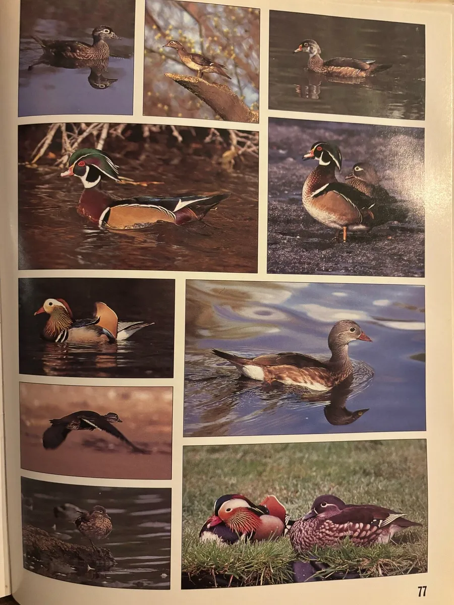 Ornamental water fowl - Image 4