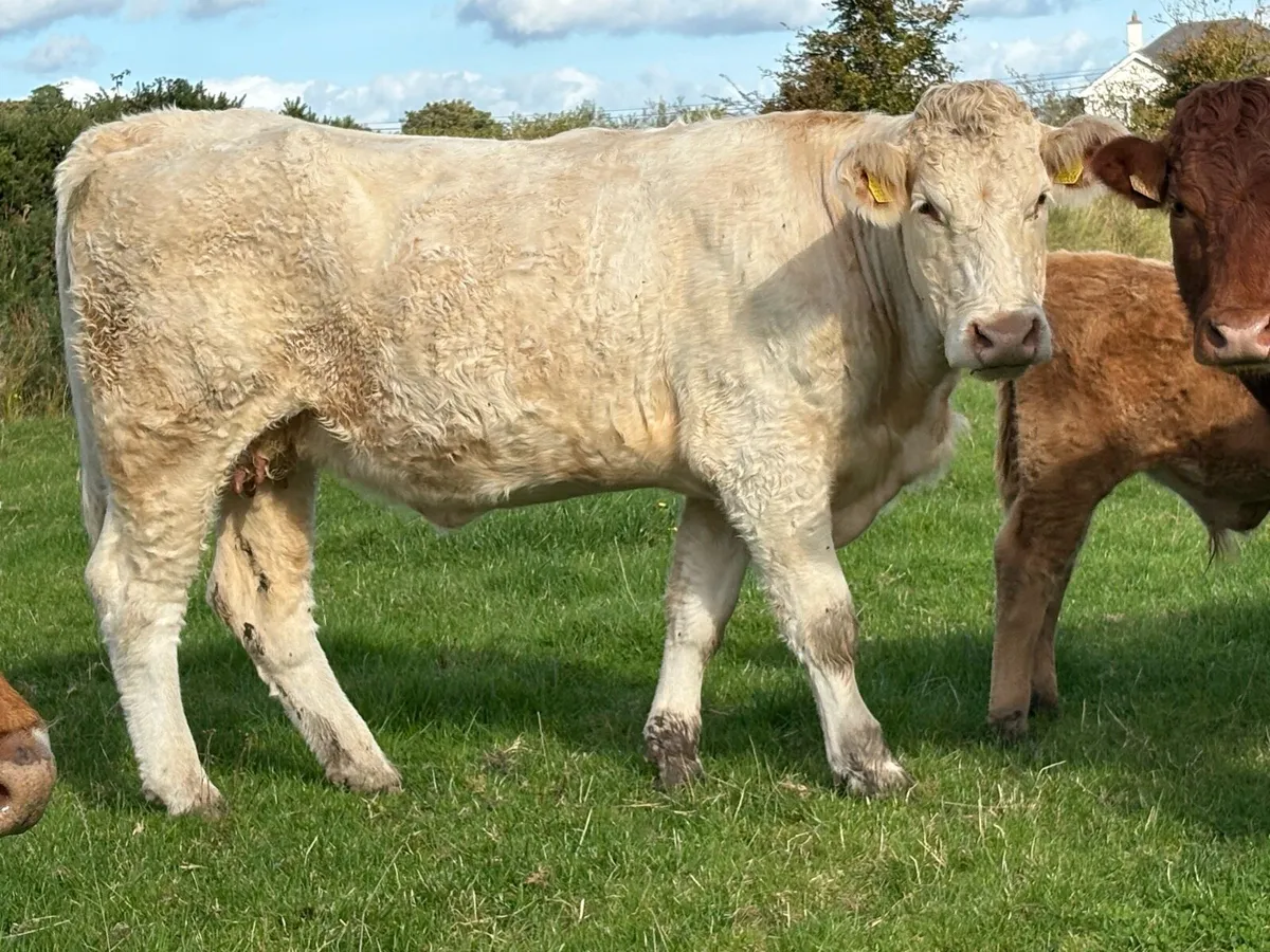 Second calved charlois cow and Back incalf - Image 1