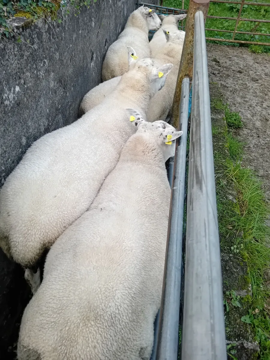 Aberfield Rams - Image 4