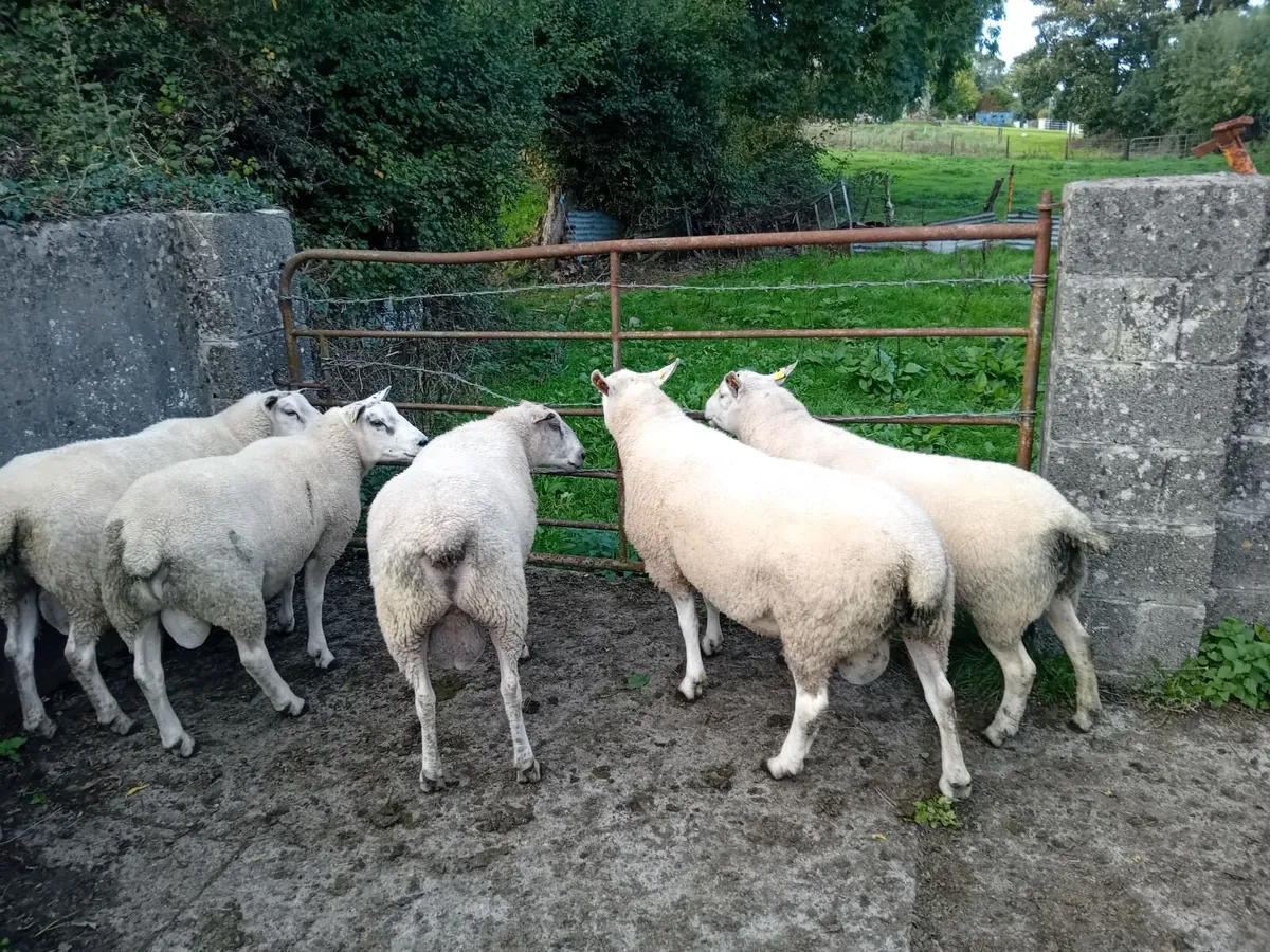 Aberfield Rams - Image 2