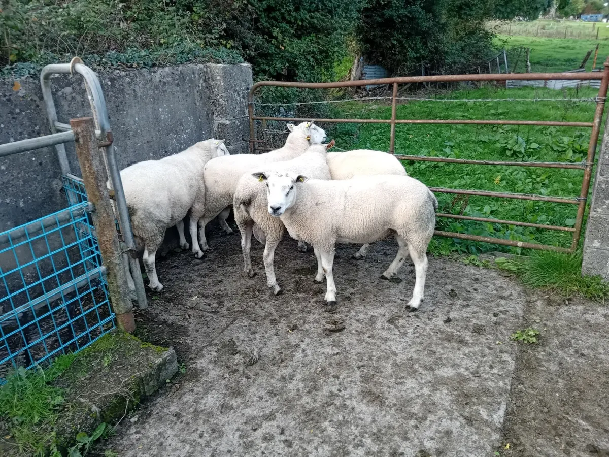Aberfield Rams - Image 3