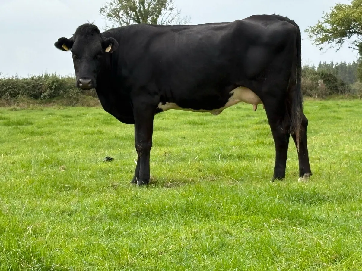 2 first calved heifers and calf’s - Image 3