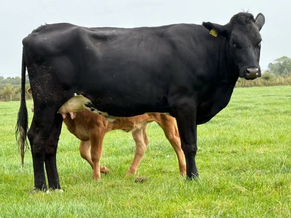 2 first calved heifers and calf’s - Image 4