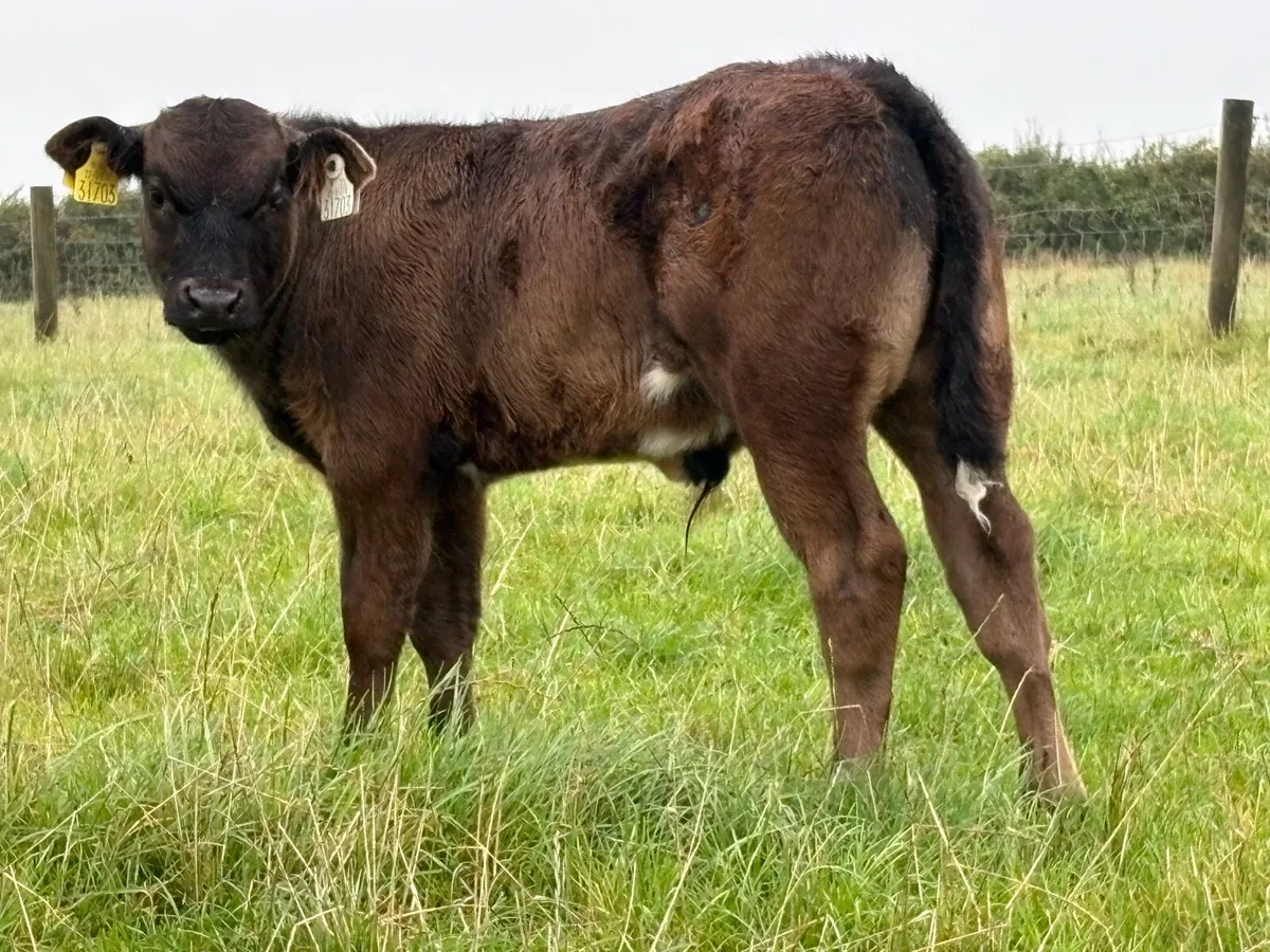 2 first calved heifers and calf’s - Image 2