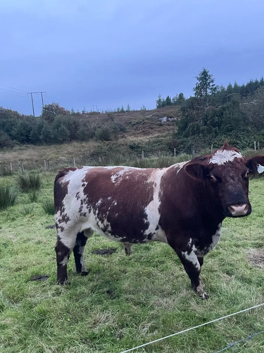 Shorthorn Bull - Image 2