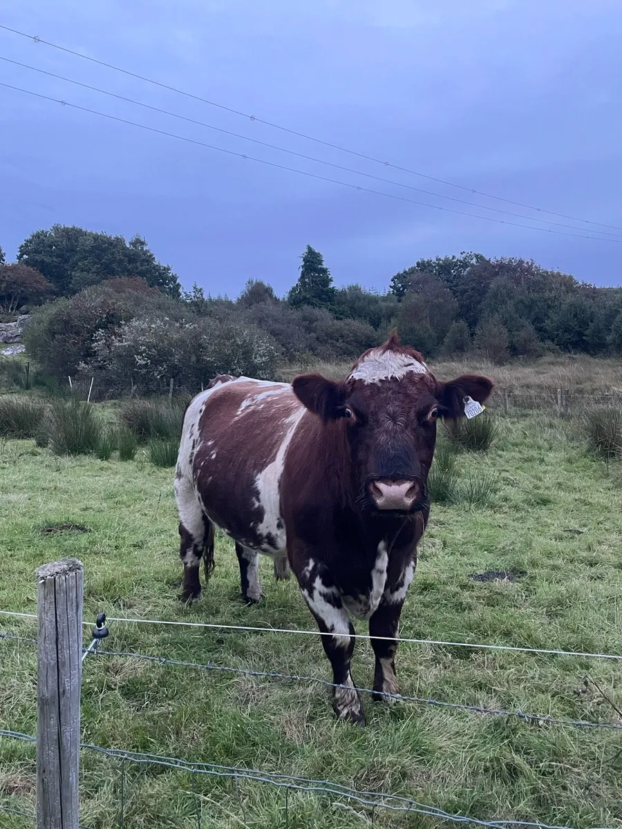 Shorthorn Bull - Image 3
