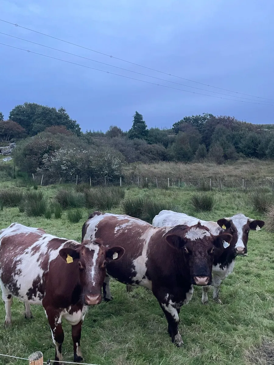 Shorthorn Bull - Image 4