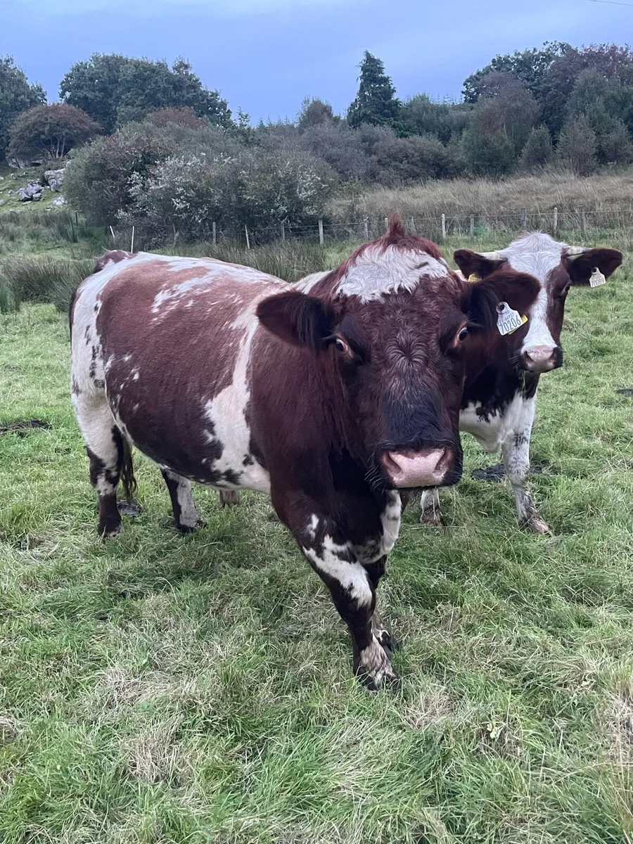 Shorthorn Bull - Image 1