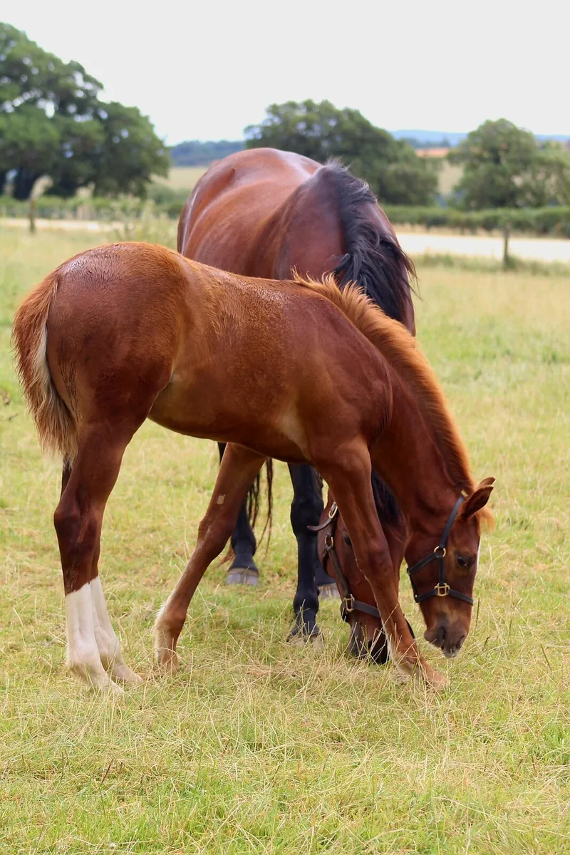 Colt foal - Image 4