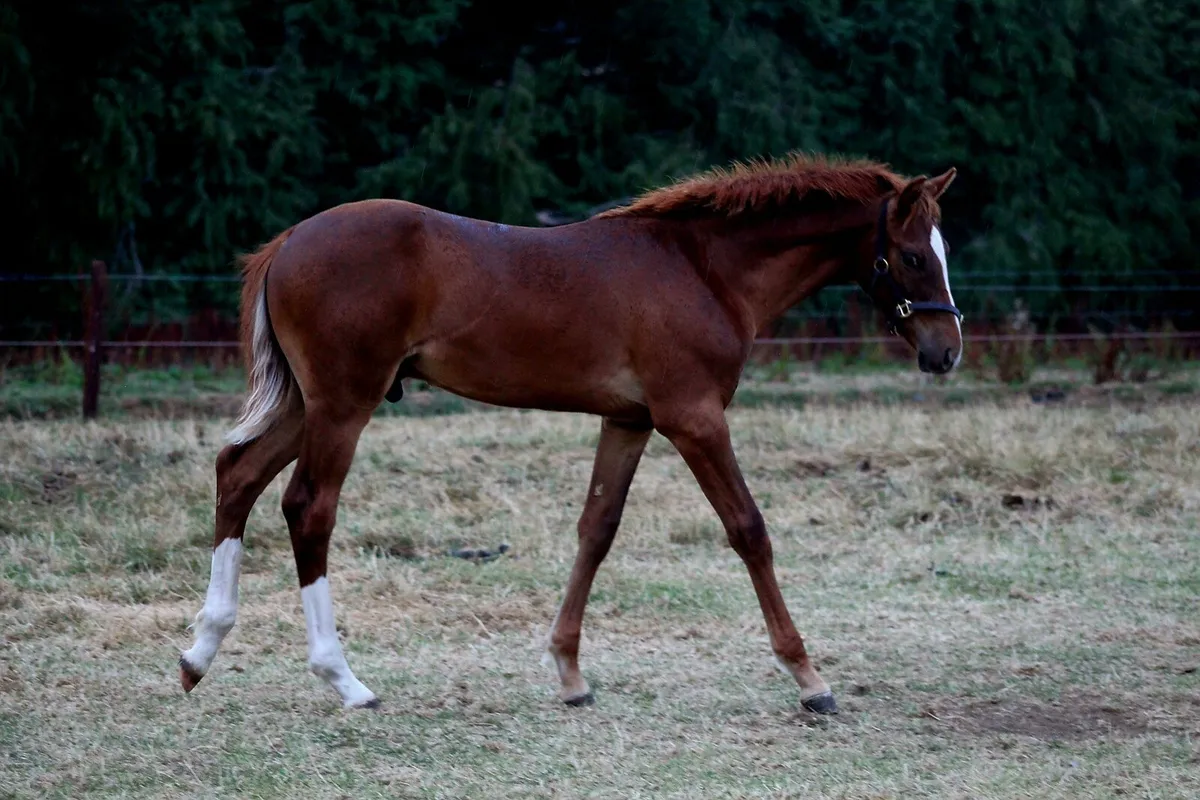 Colt foal - Image 1