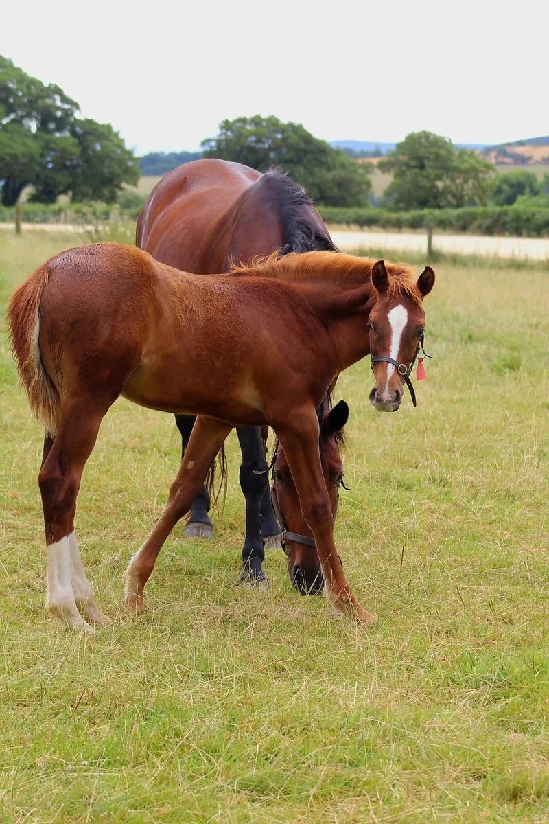 Colt foal - Image 2