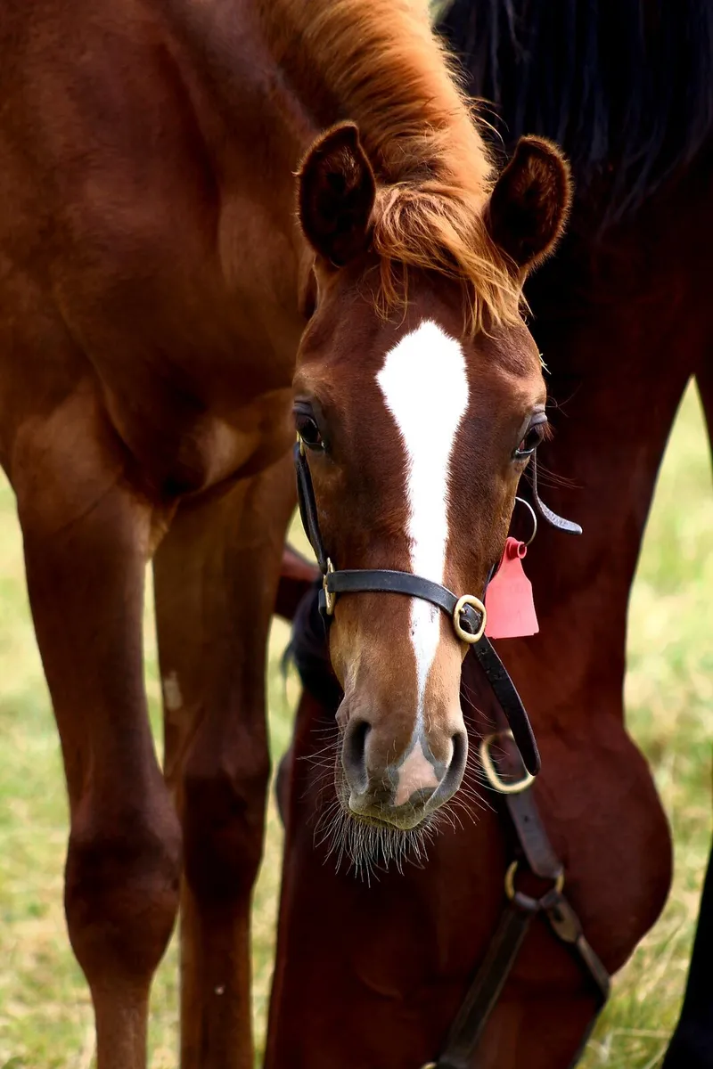 Colt foal - Image 3