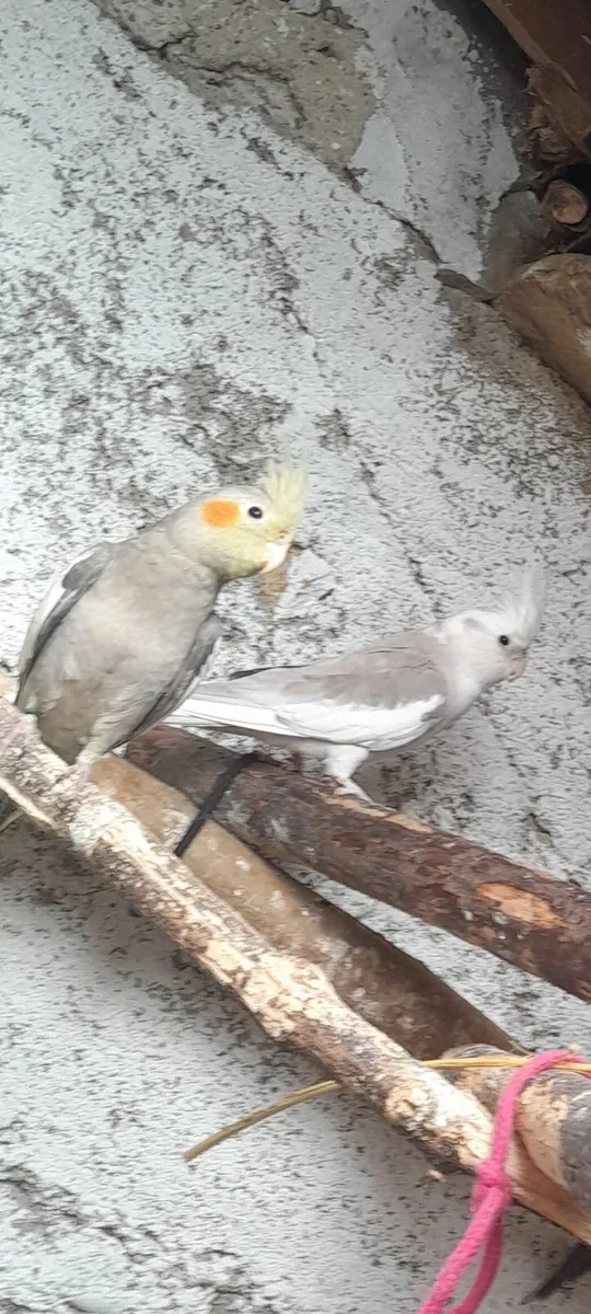 Cockateils ( birds) - Image 1