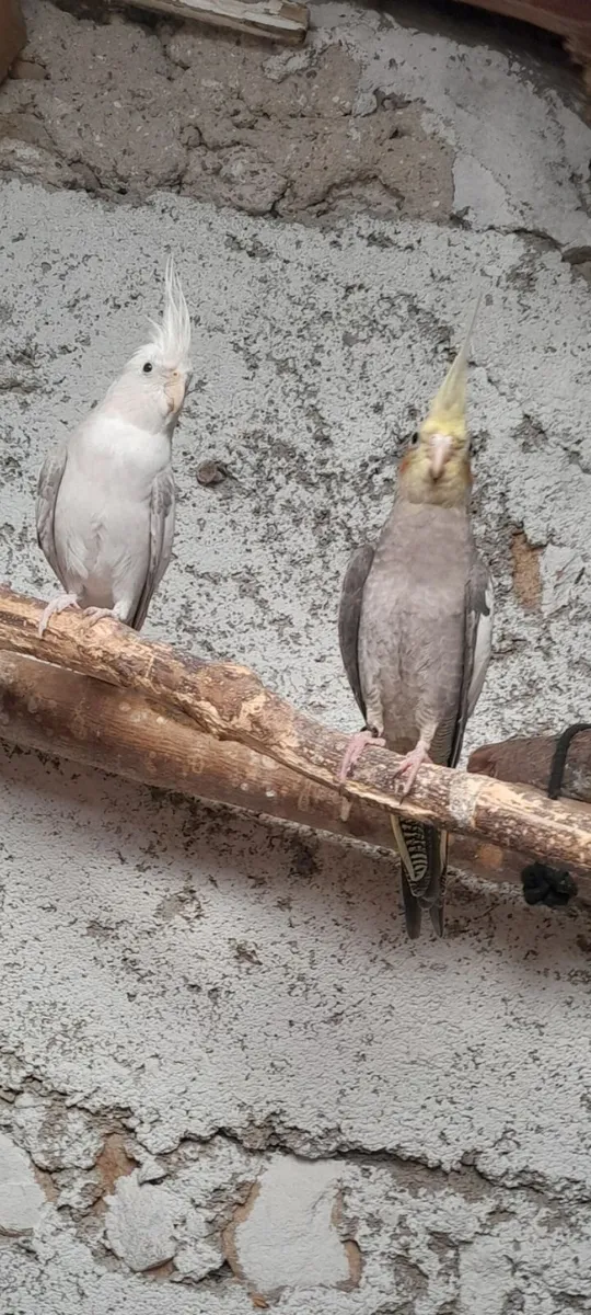 Cockateils ( birds) - Image 2